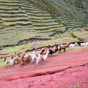 alpacas