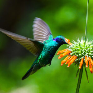 colibri