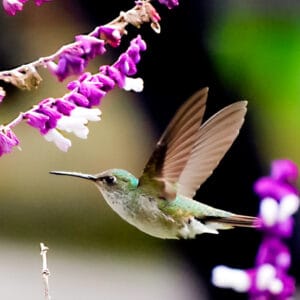 Avistamiento de Aves